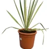 Yucca Filamentosa Bright Edge - Totale Hoogte 70-90 Cm - Pot 26 Cm 1 Yucca Filamentosa Bright Edge - Totale Hoogte 70-90 Cm - Pot 26 Cm -Flora Hart Verkoopwinkel 1991663970