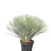Yucca Rostrata - Totale Hoogte 80-100 Cm - Pot 25 Ltr -Flora Hart Verkoopwinkel 1991664003