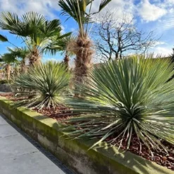 Yucca Rostrata - Totale Hoogte 80-100 Cm - Pot 25 Ltr -Flora Hart Verkoopwinkel 1991664006