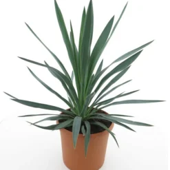 Yucca Gloriosa - Totale Hoogte 60-80 Cm - Pot Ø 26 Cm