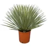 Yucca Rostrata - Totale Hoogte 50-70 Cm Pot 26 Cm -Flora Hart Verkoopwinkel 1991664057