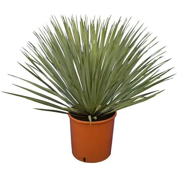 Yucca Rostrata - Totale Hoogte 50-70 Cm Pot 26 Cm 3 Yucca Rostrata - Totale Hoogte 50-70 Cm Pot 26 Cm
