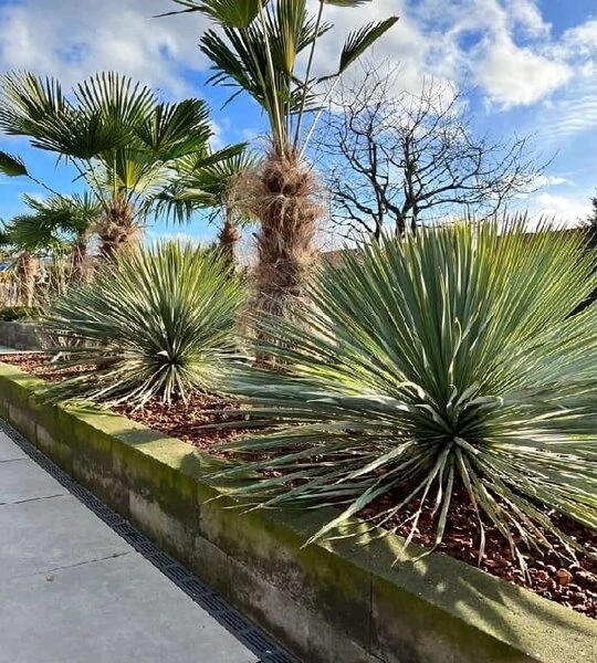 Yucca Rostrata - Totale Hoogte 50-70 Cm Pot 26 Cm 4 Yucca Rostrata - Totale Hoogte 50-70 Cm Pot 26 Cm - Afbeelding 2