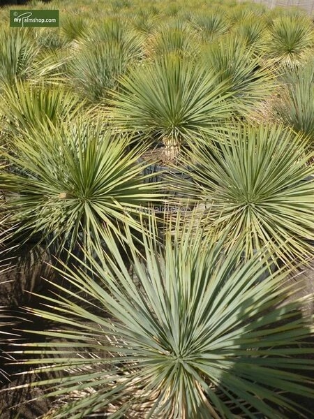 Yucca Rostrata - Totale Hoogte 50-70 Cm Pot 26 Cm 5 Yucca Rostrata - Totale Hoogte 50-70 Cm Pot 26 Cm - Afbeelding 3