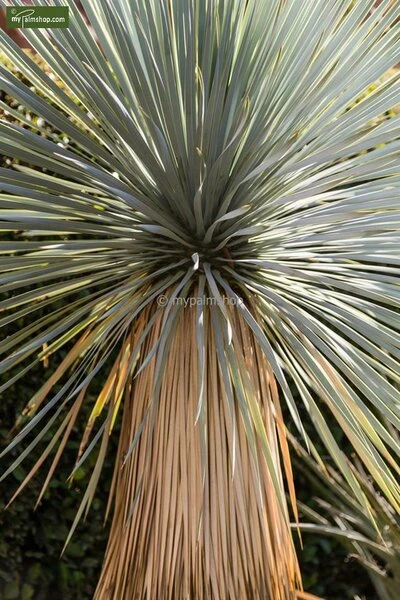 Yucca Rostrata - Totale Hoogte 50-70 Cm Pot 26 Cm 6 Yucca Rostrata - Totale Hoogte 50-70 Cm Pot 26 Cm - Afbeelding 4