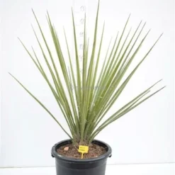 Yucca Torreyi Stam 90-100 Cm [pallet] -Flora Hart Verkoopwinkel 1991664132