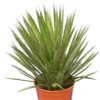 Yucca Filifera - Totale Hoogte 50-70 Cm - Pot Ø 23 Cm