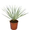 Yucca Rostrata - Totale Hoogte 40-60 Cm - Pot Ø 20 Cm -Flora Hart Verkoopwinkel 1991664174