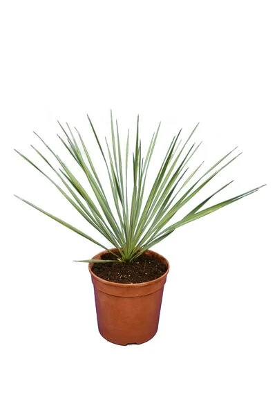 Yucca Rostrata - Totale Hoogte 40-60 Cm - Pot Ø 20 Cm 3 Yucca Rostrata - Totale Hoogte 40-60 Cm - Pot Ø 20 Cm