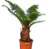 Dicksonia Antarctica - Dikke Stam XL - Stam 30-40 Cm [pallet] -Flora Hart Verkoopwinkel 1991664249