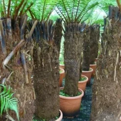 Dicksonia Antarctica - Stam 190-200 Cm [pallet]