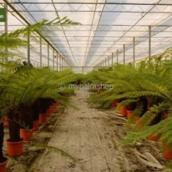 Dicksonia Antarctica - Stam 160-170 Cm [pallet] -Flora Hart Verkoopwinkel 1991664411