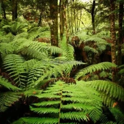 Dicksonia Antarctica - Stam 150-160 Cm [pallet] -Flora Hart Verkoopwinkel 1991664444