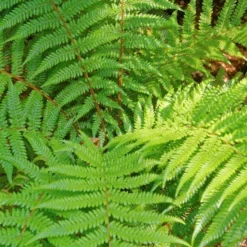 Dicksonia Fibrosa - Dubbelstam 50-60 Cm + 50-60 Cm [pallet] -Flora Hart Verkoopwinkel 1991664552