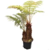 Cyathea Australis - Stam 50-60 Cm + Dicksonia Antarctica - Stam 20-30 Cm [pallet]