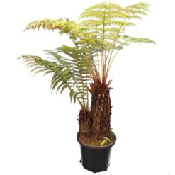 Cyathea Australis - Stam 50-60 Cm + Dicksonia Antarctica - Stam 20-30 Cm [pallet]