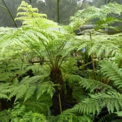 Cyathea Australis - Stam 50-60 Cm + Dicksonia Antarctica - Stam 20-30 Cm [pallet] -Flora Hart Verkoopwinkel 1991664588
