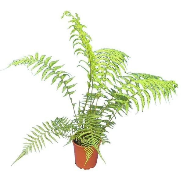 Dicksonia Antarctica - Totale Hoogte 60-80 - Pot Ø 17 Cm 4 Dicksonia Antarctica - Totale Hoogte 60-80 - Pot Ø 17 Cm - Afbeelding 2