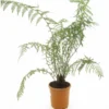 Dicksonia Antarctica - Totale Hoogte 120-140 - Pot Ø 22 Cm -Flora Hart Verkoopwinkel 1991664780
