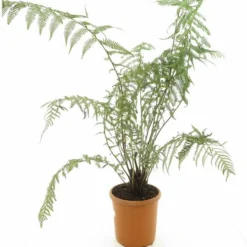 Dicksonia Antarctica - Totale Hoogte 120-140 - Pot Ø 22 Cm