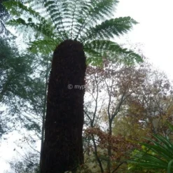 Dicksonia Antarctica - Totale Hoogte 120-140 - Pot Ø 22 Cm -Flora Hart Verkoopwinkel 1991664786
