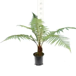 Dicksonia Fibrosa - Stam 60-70 Cm [pallet]