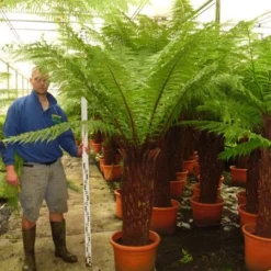 Dicksonia Antarctica - Stam 110-120 Cm [pallet]