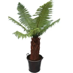 Dicksonia Antarctica - Stam 80-90 Cm [pallet]