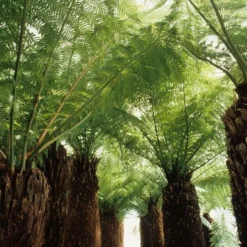 Dicksonia Antarctica - Stam 80-90 Cm [pallet] -Flora Hart Verkoopwinkel 1991665254