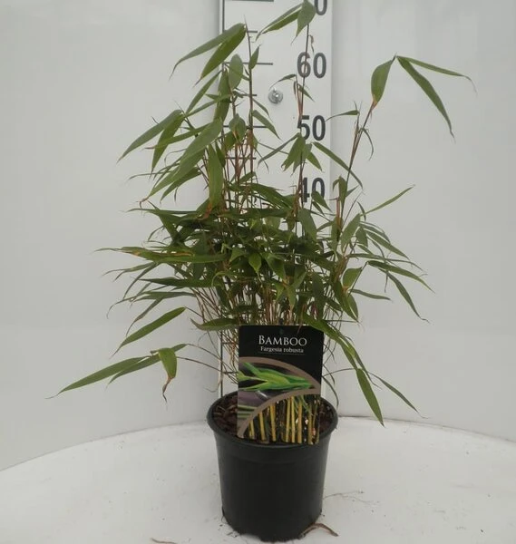 Fargesia Robusta - Totale Hoogte 40+ Cm - Pot 2 Ltr 3 Fargesia Robusta - Totale Hoogte 40+ Cm - Pot 2 Ltr