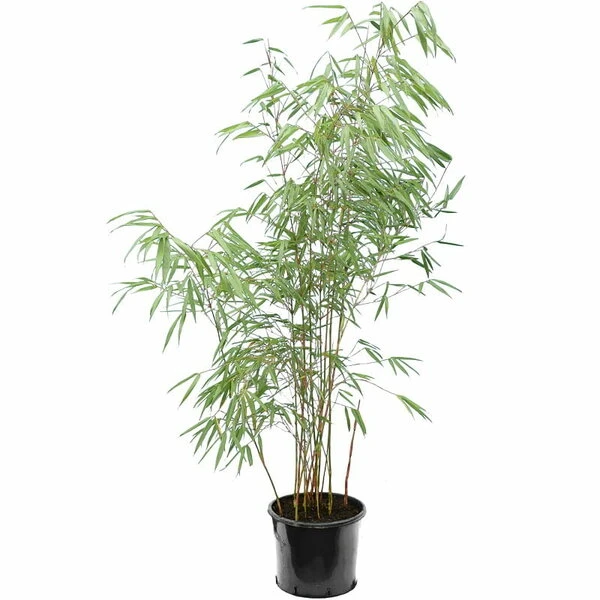 Fargesia Scabrida - Pot 10 Ltr 3 Fargesia Scabrida - Pot 10 Ltr