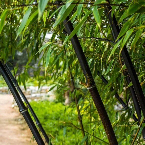 Fargesia Nitida Black Pearl - Totale Hoogte 60+ Cm - Pot 2 Ltr 3 Fargesia Nitida Black Pearl - Totale Hoogte 60+ Cm - Pot 2 Ltr