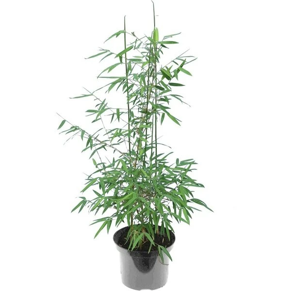Fargesia Nitida Black Pearl - Totale Hoogte 60+ Cm - Pot 2 Ltr 5 Fargesia Nitida Black Pearl - Totale Hoogte 60+ Cm - Pot 2 Ltr - Afbeelding 3