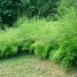 Fargesia Rufa - Pot 10 Ltr -Flora Hart Verkoopwinkel 1991665353