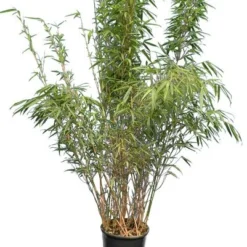 Fargesia Rufa - Pot 10 Ltr -Flora Hart Verkoopwinkel 1991665356