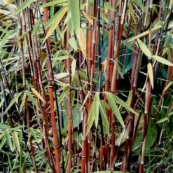 Fargesia Jiuzhaigou - Pot 10 Ltr