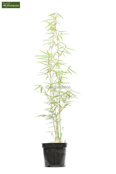 Fargesia Robusta Campbell - Totale Hoogte 80+ Cm - Pot 5 Ltr 5 Fargesia Robusta Campbell - Totale Hoogte 80+ Cm - Pot 5 Ltr - Afbeelding 3