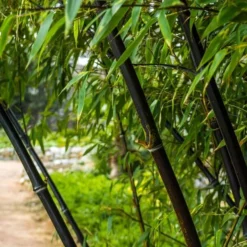 Fargesia Nitida Black Pearl - Pot 10 Ltr