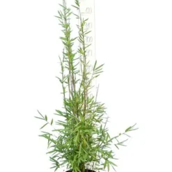 Fargesia Nitida Black Pearl - Totale Hoogte 100-120 Cm - Pot 5 Ltr 7 Fargesia Nitida Black Pearl - Totale Hoogte 100-120 Cm - Pot 5 Ltr -Flora Hart Verkoopwinkel 1991665503