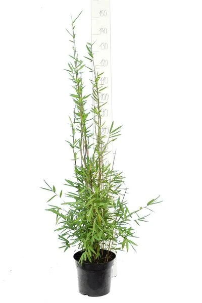 Fargesia Nitida Black Pearl - Totale Hoogte 100-120 Cm - Pot 5 Ltr 5 Fargesia Nitida Black Pearl - Totale Hoogte 100-120 Cm - Pot 5 Ltr - Afbeelding 3