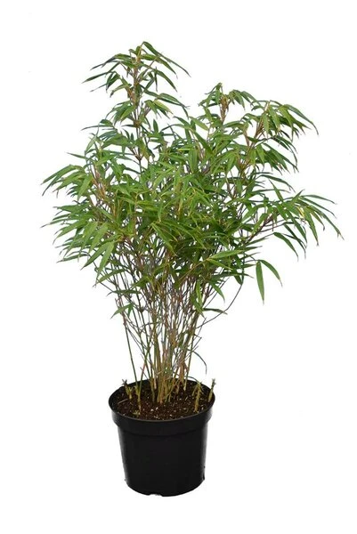Fargesia Rufa - Totale Hoogte 60+ Cm - Pot 5 Ltr 5 Fargesia Rufa - Totale Hoogte 60+ Cm - Pot 5 Ltr - Afbeelding 3