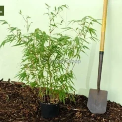 Fargesia Rufa - Totale Hoogte 60+ Cm - Pot 5 Ltr 9 Fargesia Rufa - Totale Hoogte 60+ Cm - Pot 5 Ltr -Flora Hart Verkoopwinkel 1991665533