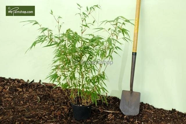 Fargesia Rufa - Totale Hoogte 60+ Cm - Pot 5 Ltr 6 Fargesia Rufa - Totale Hoogte 60+ Cm - Pot 5 Ltr - Afbeelding 4