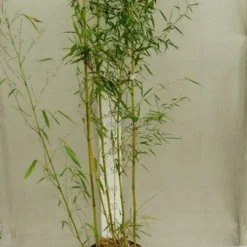 Phyllostachys Aureosulcata Spectabilis - Pot 10 Ltr [pallet] -Flora Hart Verkoopwinkel 1991665650