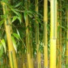 Phyllostachys Aureosulcata Spectabilis - Totale Hoogte 170+ Cm - Pot 5 Ltr 2 Phyllostachys Aureosulcata Spectabilis - Totale Hoogte 170+ Cm - Pot 5 Ltr -Flora Hart Verkoopwinkel 1991665671