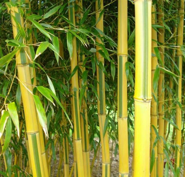 Phyllostachys Aureosulcata Spectabilis - Totale Hoogte 170+ Cm - Pot 5 Ltr 3 Phyllostachys Aureosulcata Spectabilis - Totale Hoogte 170+ Cm - Pot 5 Ltr