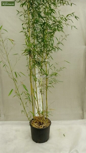 Phyllostachys Aureosulcata Spectabilis - Totale Hoogte 170+ Cm - Pot 5 Ltr 4 Phyllostachys Aureosulcata Spectabilis - Totale Hoogte 170+ Cm - Pot 5 Ltr - Afbeelding 2