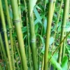 Phyllostachys Bissetii - Pot 10 Ltr [pallet] -Flora Hart Verkoopwinkel 1991665689