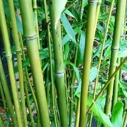 Phyllostachys Bissetii - Totale Hoogte 180+ Cm - Pot 5 Ltr 3 Phyllostachys Bissetii - Totale Hoogte 180+ Cm - Pot 5 Ltr