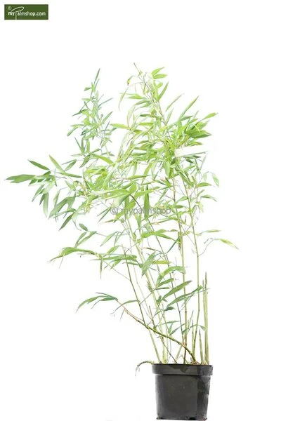 Phyllostachys Bissetii - Totale Hoogte 180+ Cm - Pot 5 Ltr 4 Phyllostachys Bissetii - Totale Hoogte 180+ Cm - Pot 5 Ltr - Afbeelding 2